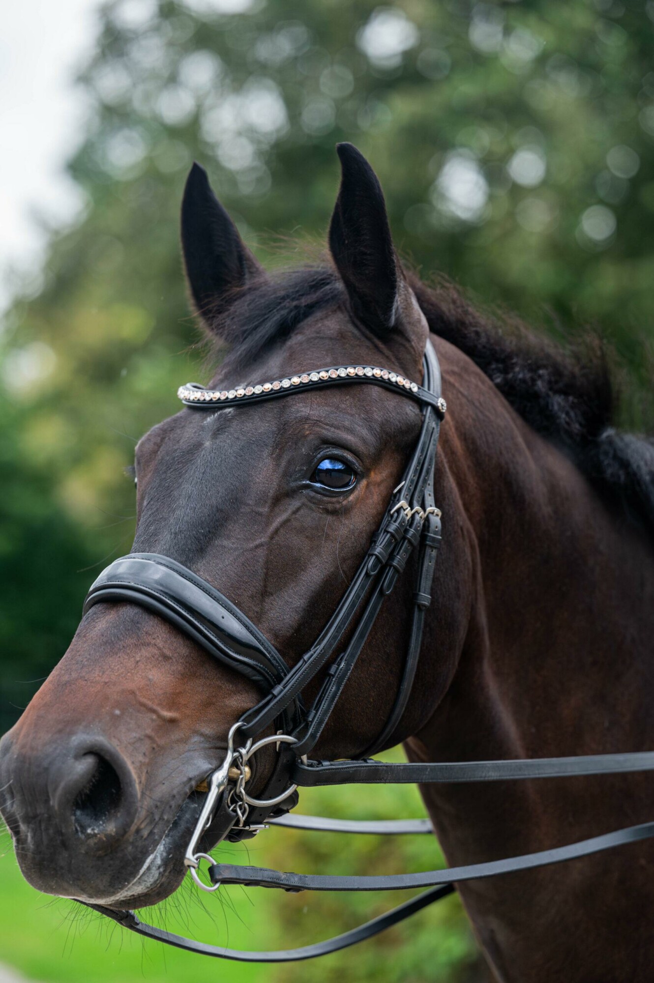 Frontriem Classic High End crystals L lak - Afbeelding 5